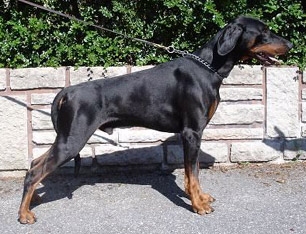 Inez son Jean Dark Eternity